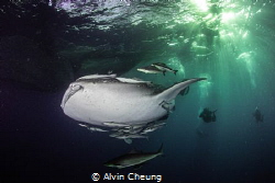 Whale shark in dawn by Alvin Cheung 